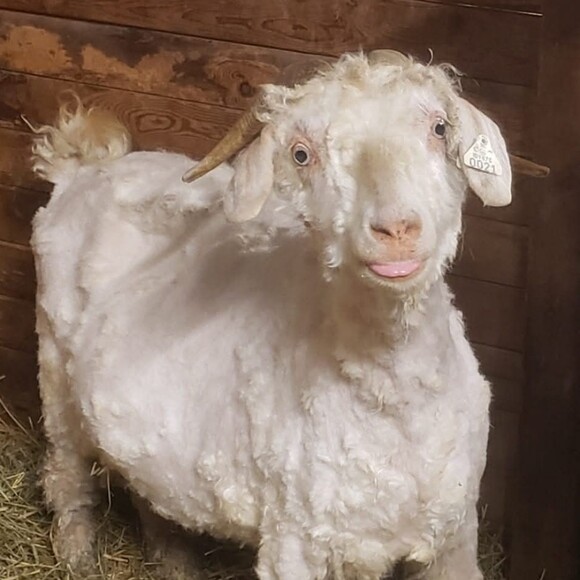 thelofigoat